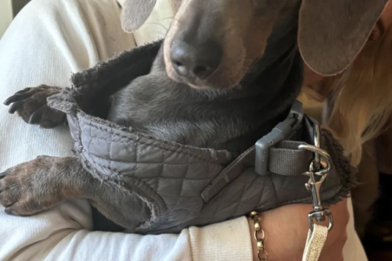 Dachshund (Smooth Haired)