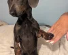 Dachshund (Smooth Haired)