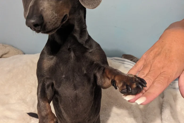 Dachshund (Smooth Haired)