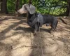 Dachshund (Smooth Haired)