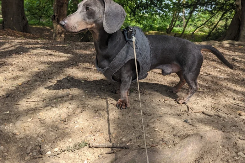 Dachshund (Smooth Haired)