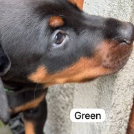 Doberman - Both