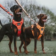 Doberman - Both