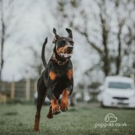 Doberman - Both