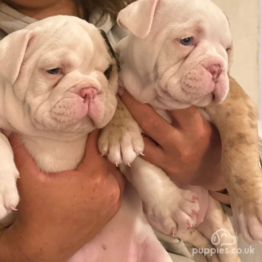 Dorset Olde Tyme Bulldogge - Both