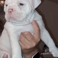 Dorset Olde Tyme Bulldogge - Both