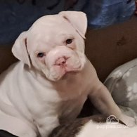 Dorset Olde Tyme Bulldogge - Both