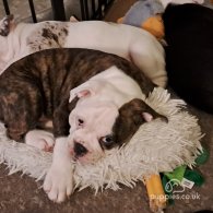 Dorset Olde Tyme Bulldogge - Both