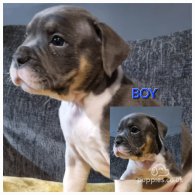 Dorset Olde Tyme Bulldogge - Both