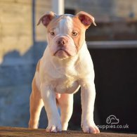 Dorset Olde Tyme Bulldogge - Both