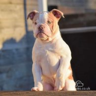 Dorset Olde Tyme Bulldogge - Both