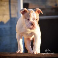 Dorset Olde Tyme Bulldogge - Both