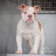 Dorset Olde Tyme Bulldogge - Both