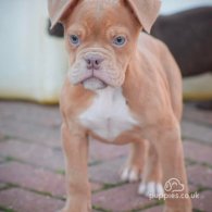 Dorset Olde Tyme Bulldogge - Both