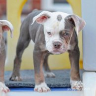 Dorset Olde Tyme Bulldogge - Both