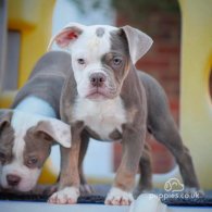 Dorset Olde Tyme Bulldogge - Both