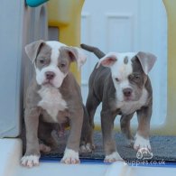 Dorset Olde Tyme Bulldogge - Both