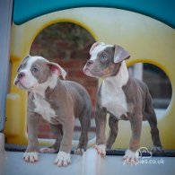 Dorset Olde Tyme Bulldogge - Both