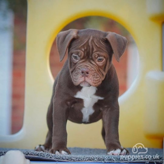 Dorset Olde Tyme Bulldogge - Both