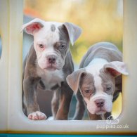 Dorset Olde Tyme Bulldogge - Both