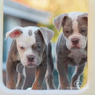 Dorset Olde Tyme Bulldogge - Both