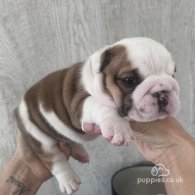 English Bulldog - Both