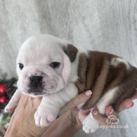 English Bulldog - Both