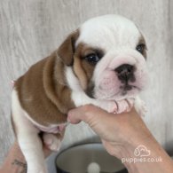 English Bulldog - Both