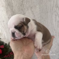 English Bulldog - Both