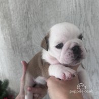 English Bulldog - Both