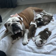 English Bulldog - Both