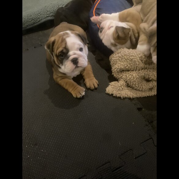 English Bulldog - Both