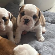 English Bulldog - Both