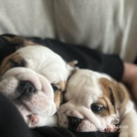 English Bulldog - Both