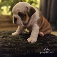 English Bulldog - Both