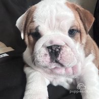 English Bulldog - Both