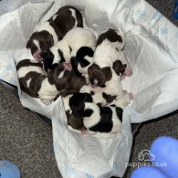 English Springer Spaniel - Both