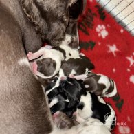 English Springer Spaniel - Both