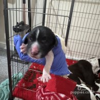 English Springer Spaniel - Both