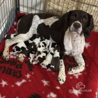 English Springer Spaniel - Both