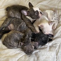 French Bulldog - Both