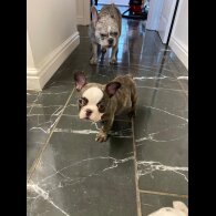 French Bulldog - Both