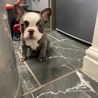 French Bulldog - Both