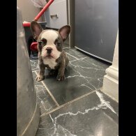 French Bulldog - Both