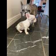 French Bulldog - Both