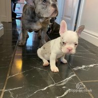 French Bulldog - Both