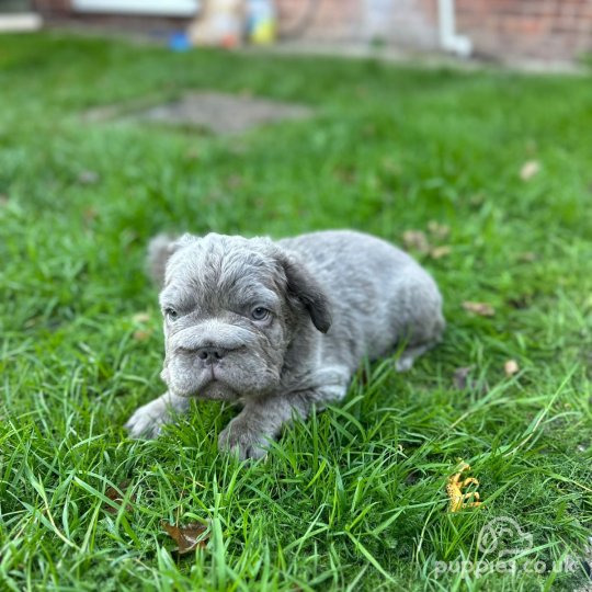 French Bulldog - Both