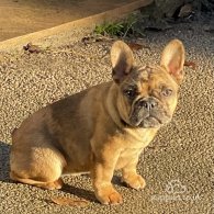 French Bulldog - Bitches