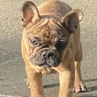 French Bulldog - Bitches