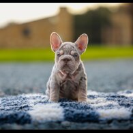 French Bulldog - Both